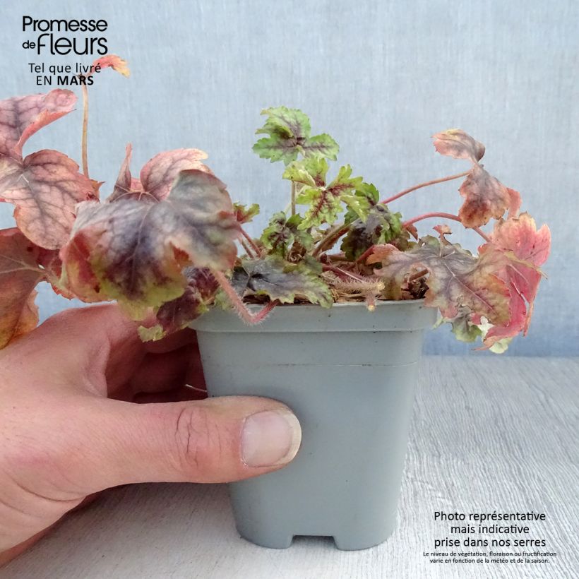 Example of Heuchera Van Gogh - Purpurglöckchen Kleine Töpfe von 8/9 cm as you get in printemps