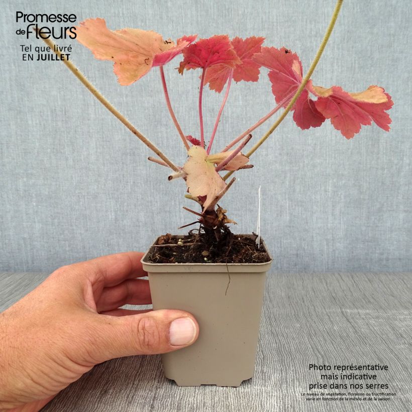 Exemplar von Heuchera Mega Caramel - Purpurglöckchen Kleine Töpfe von 8/9 cm wie im Sommer geliefert