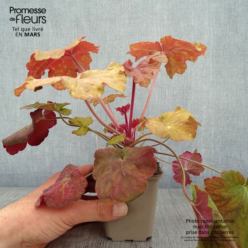 Example of Heuchera Mega Caramel - Purpurglöckchen Kleine Töpfe von 8/9 cm as you get in printemps