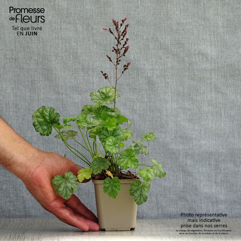 Exemplar von Heuchera Paris - Purpurglöckchen Kleine Töpfe von 8/9 cm wie im Sommer geliefert