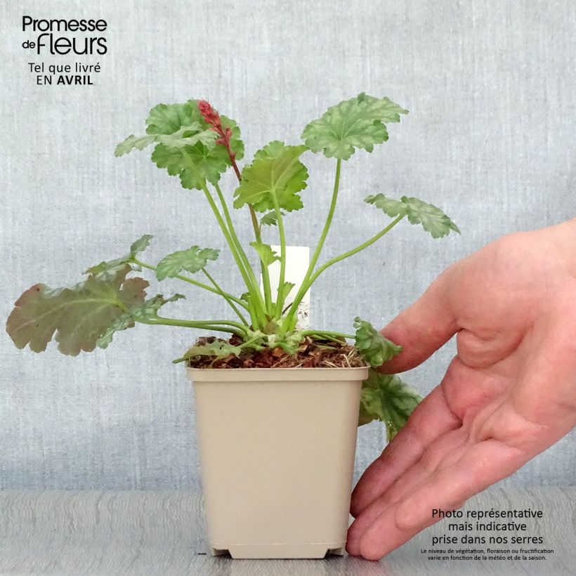 Exemplar von Heuchera Paris - Purpurglöckchen Kleine Töpfe von 8/9 cm wie im Frühjahr geliefert