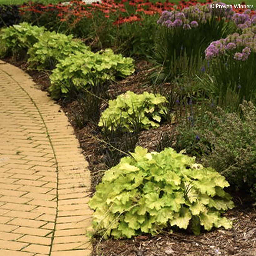 Heuchera Pretty Pistachio - Purpurglöckchen (Wuchs)