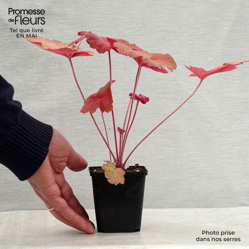 Exemplar von Heuchera Southern Comfort - Purpurglöckchen Kleine Töpfe von 8/9 cm wie im Frühjahr geliefert