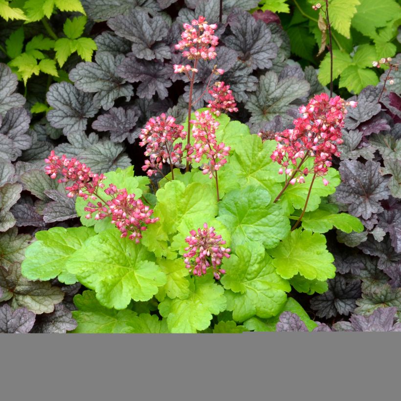 Heuchera Little Cuties Sweet Tart - Purpurglöckchen (Plant habit)
