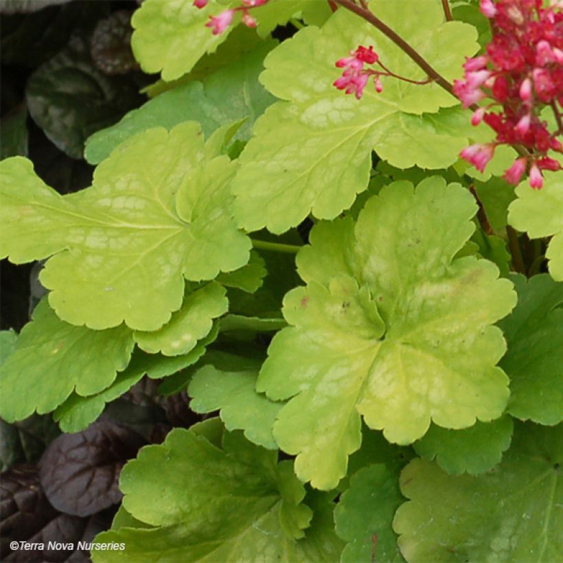 Heuchera Little Cuties Sweet Tart - Purpurglöckchen (Foliage)