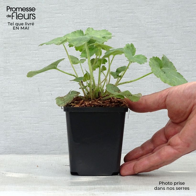 Example of Heuchera sanguinea Leuchtkäfer - Purpurglöckchen Kleine Töpfe von 8/9 cm as you get in printemps