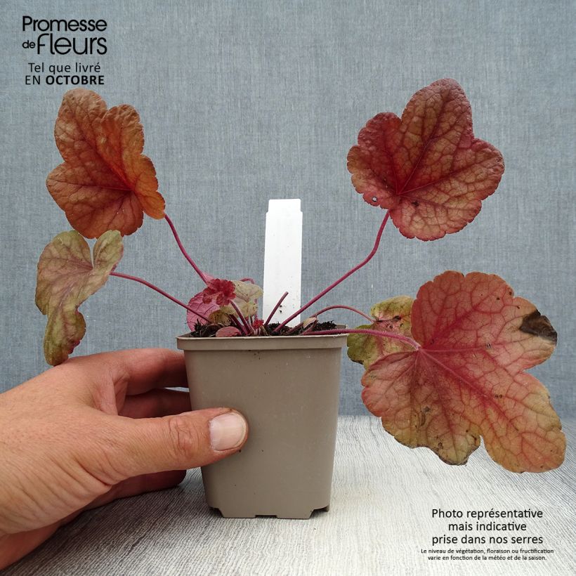 Exemplar von Heucherella Buttered Rum - Schaumglöckchen Kleine Töpfe von 8/9 cm wie im Herbst geliefert