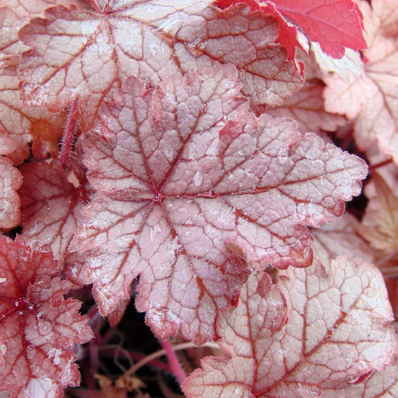 Heucherella Honey Rose - Schaumglöckchen (Laub)