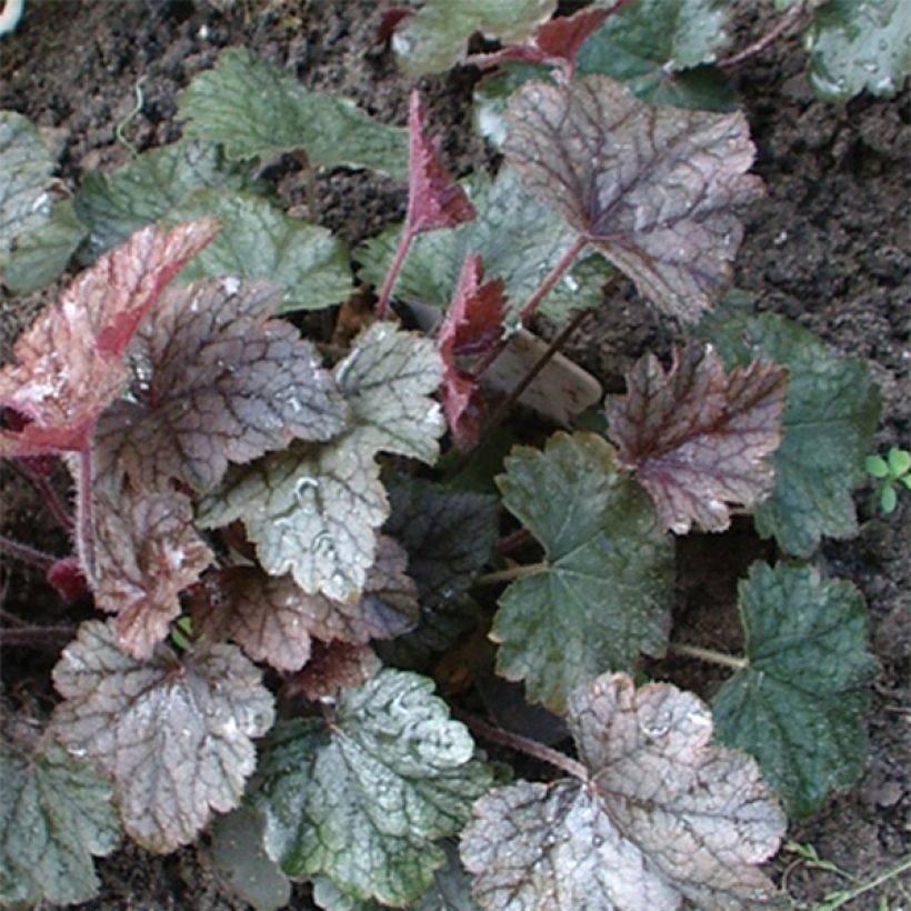 Heucherella Silver Streak - Schaumglöckchen (Laub)