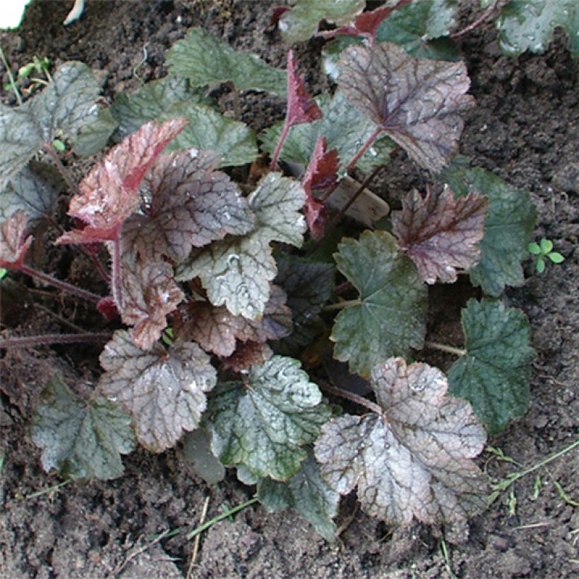 Heucherella Silver Streak - Schaumglöckchen (Wuchs)
