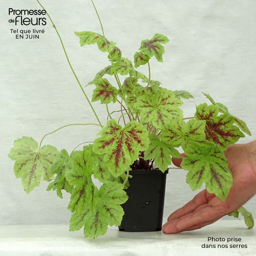 Exemplar von Heucherella Solar Power - Schaumglöckchen Kleine Töpfe von 8/9 cm wie im Sommer geliefert