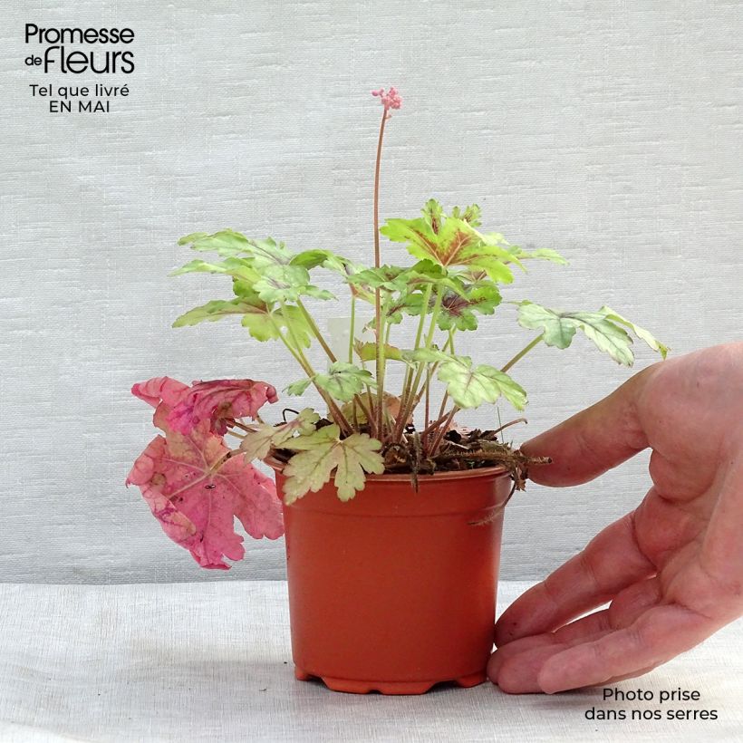 Example of Heucherella Tapestry - Schaumglöckchen Kleine Töpfe von 8/9 cm as you get in printemps