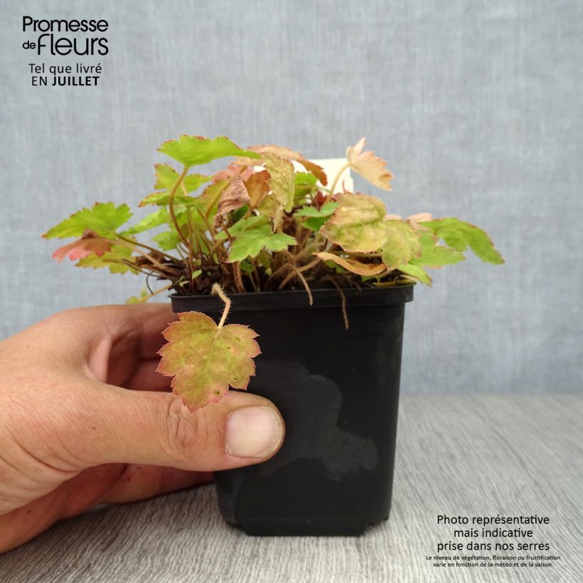 Exemplar von Heucherella alba Bridget Bloom - Schaumglöckchen Kleine Töpfe von 8/9 cm wie im Sommer geliefert