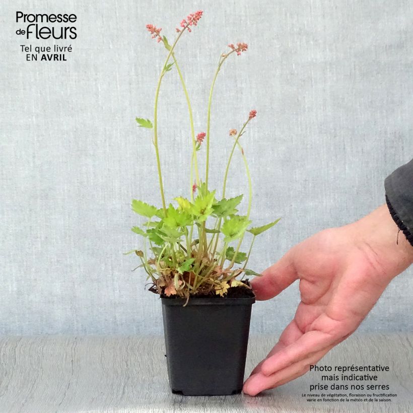 Example of Heucherella alba Bridget Bloom - Schaumglöckchen Kleine Töpfe von 8/9 cm as you get in printemps