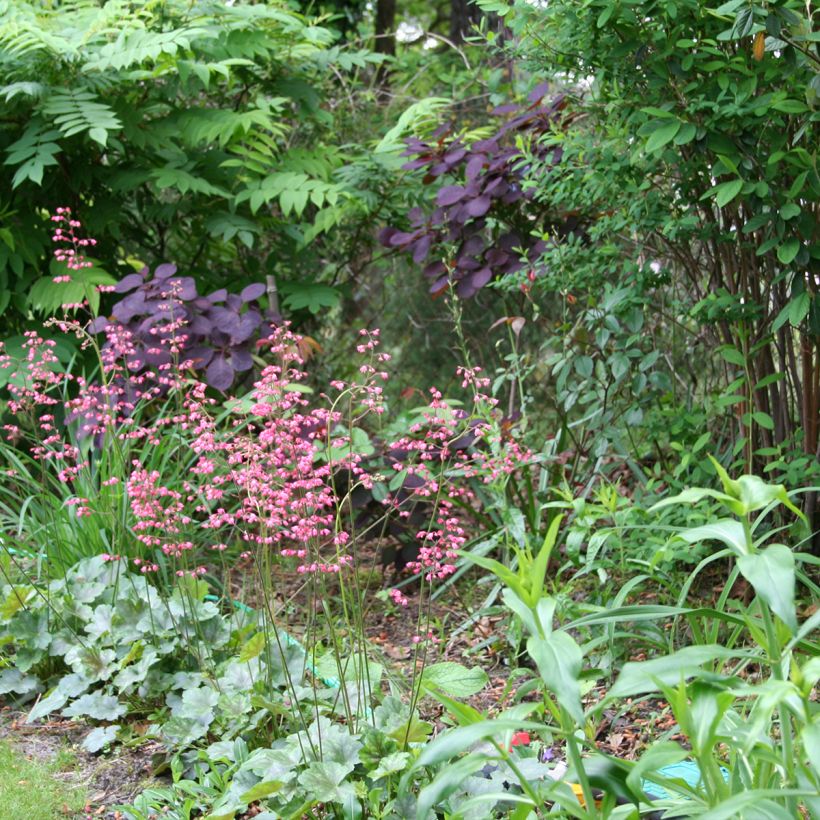 Heucherella tiarelloïdes - Schaumglöckchen (Wuchs)
