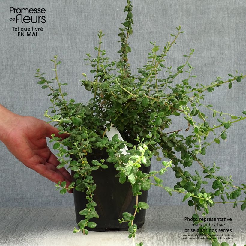 Exemplar von Hibbertia aspera - Münzgold Topf mit 4L/5L wie im Frühjahr geliefert