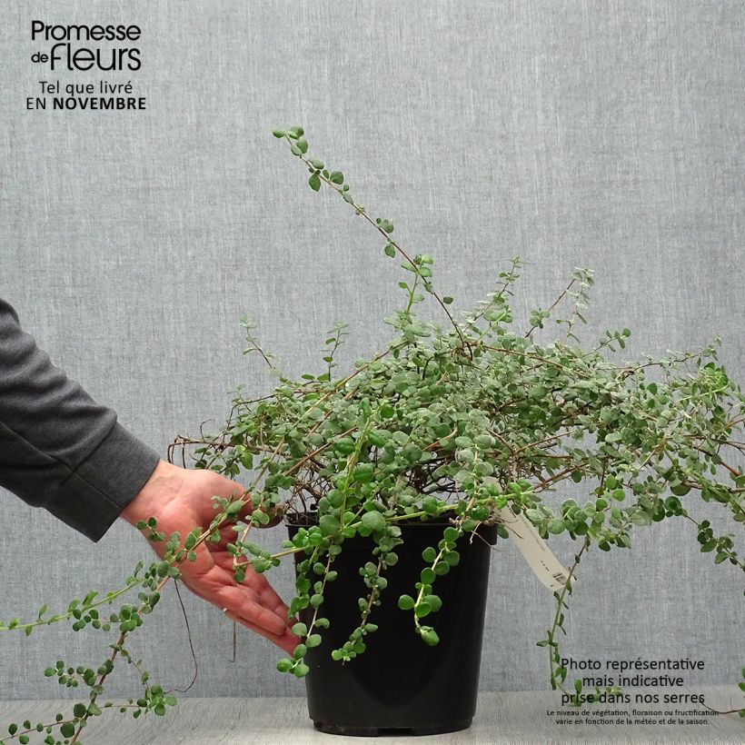 Exemplar von Hibbertia aspera - Münzgold Topf mit 4L/5L wie im Herbst geliefert