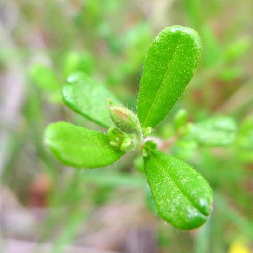Hibbertia aspera - Münzgold (Laub)