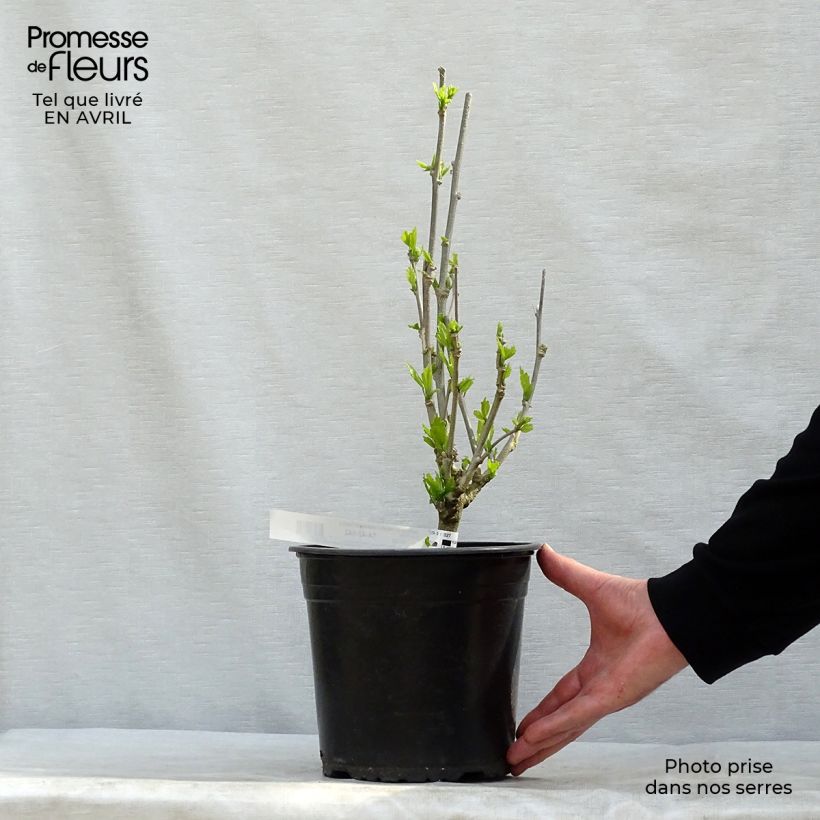 Exemplar von Garten-Hibiscus French Cabaret Purple - Hibiscus syriacus Topf mit 3L/4L wie im Frühjahr geliefert