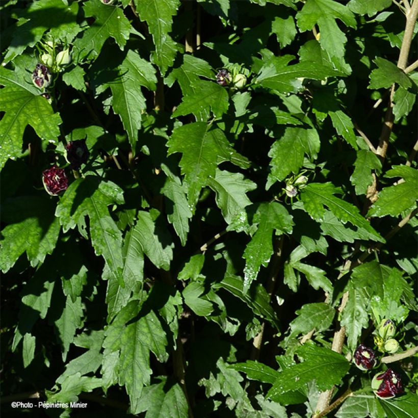 Garten-Hibiscus French Cabaret Red - Hibiscus syriacus (Foliage)