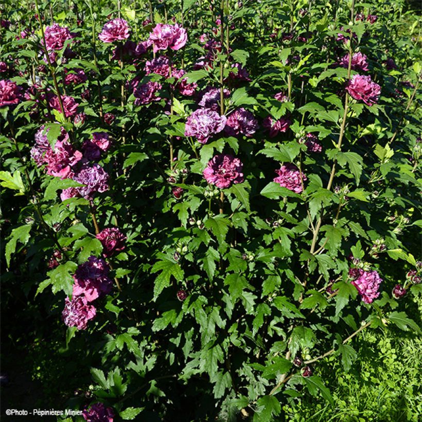 Garten-Hibiscus French Cabaret Red - Hibiscus syriacus (Plant habit)