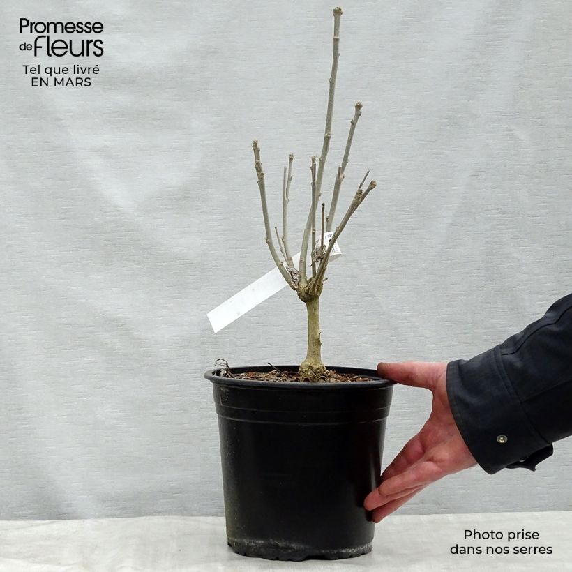 Example of Garten-Hibiscus French Cabaret Red - Hibiscus syriacus Topf mit 3L/4L as you get in printemps