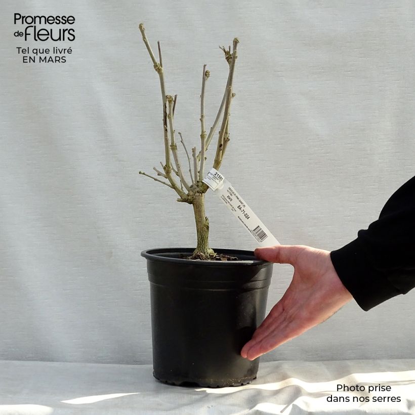 Example of Garten-Hibiscus Pink Giant - Hibiscus syriacus Topf mit 4L/5L as you get in printemps