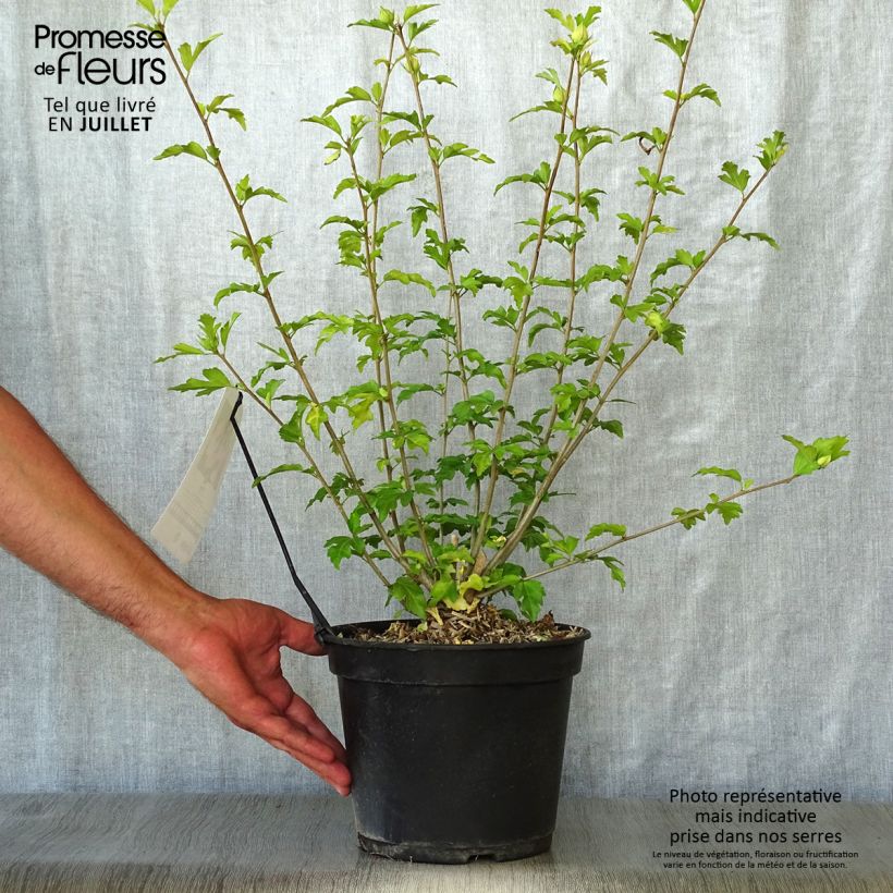 Exemplar von Garten-Hibiscus Pink Giant - Hibiscus syriacus Topf mit 4L/5L wie im Sommer geliefert