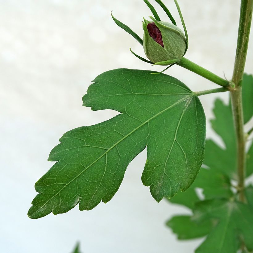 Garten-Hibiscus Pink Giant - Hibiscus syriacus (Foliage)