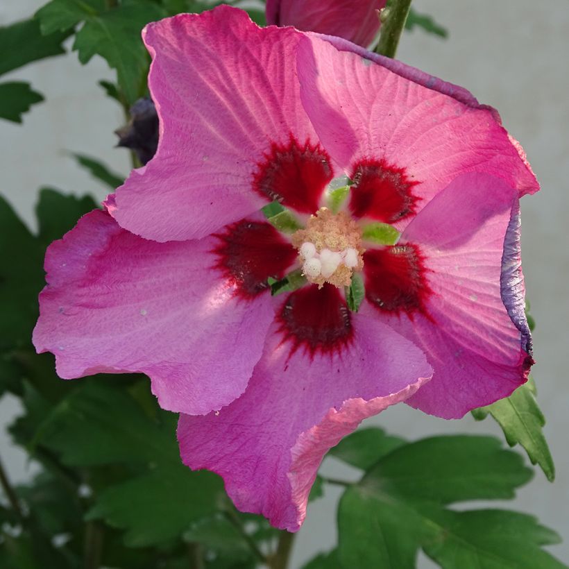 Garten-Hibiscus Pink Giant - Hibiscus syriacus (Flowering)