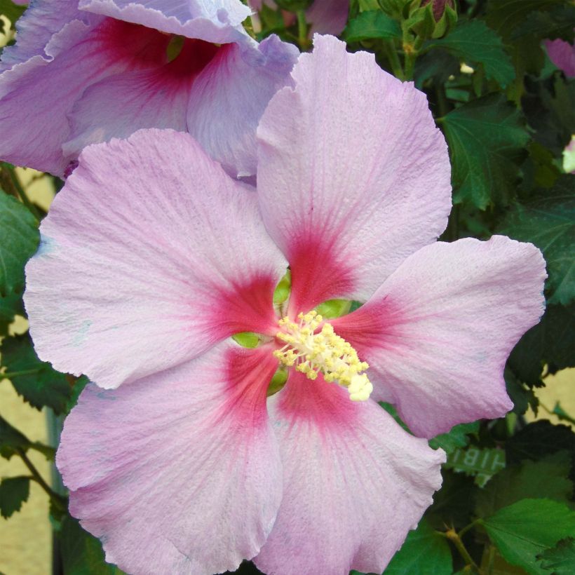 Hibiscus Rose Moon - Garten-Hibiscus (Flowering)