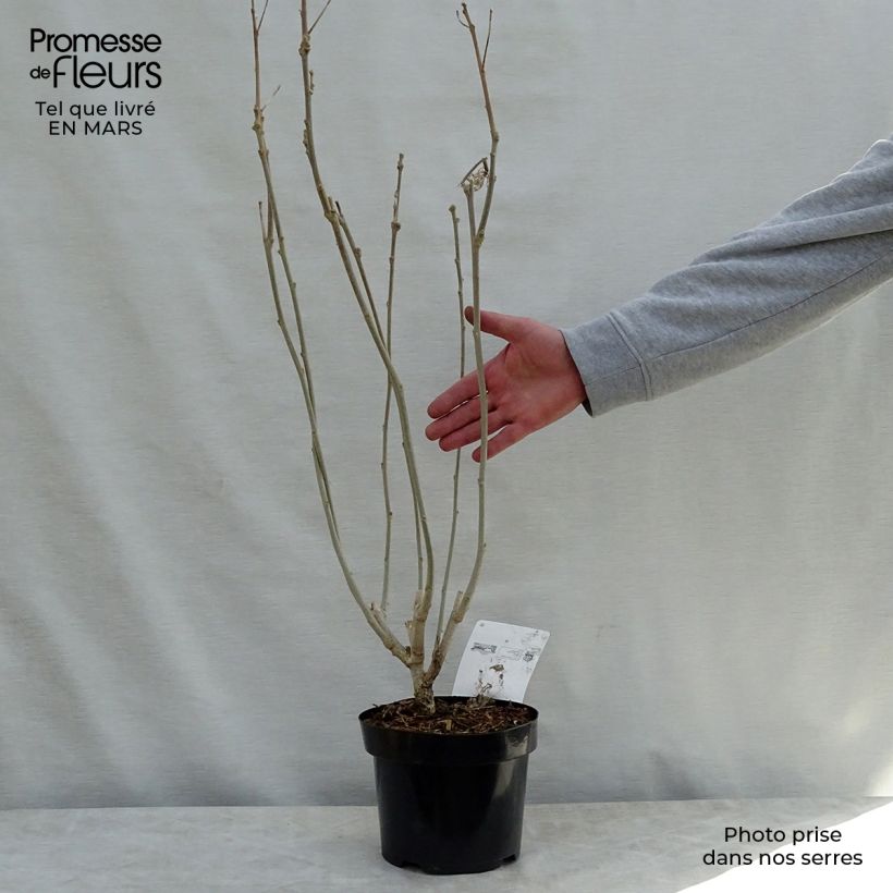 Example of Hibiscus Rose Moon - Garten-Hibiscus Topf mit 3L/4L as you get in printemps