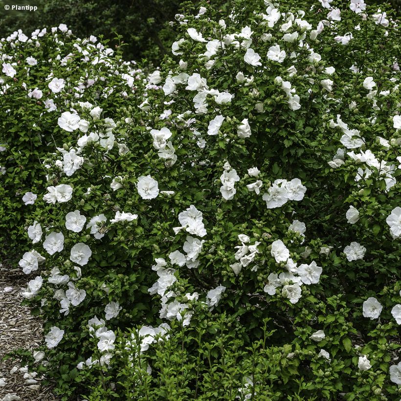 Garten-Hibiscus White Chiffon - Hibiscus syriacus (Plant habit)
