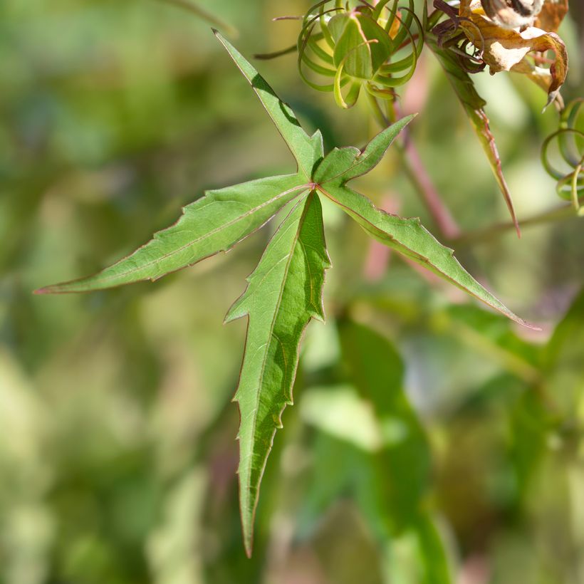Hibiscus coccineus - Scharlach-Hibiskus (Foliage)