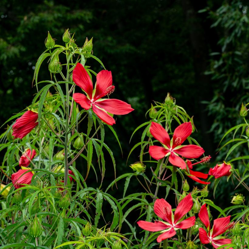 Hibiscus coccineus - Scharlach-Hibiskus (Plant habit)