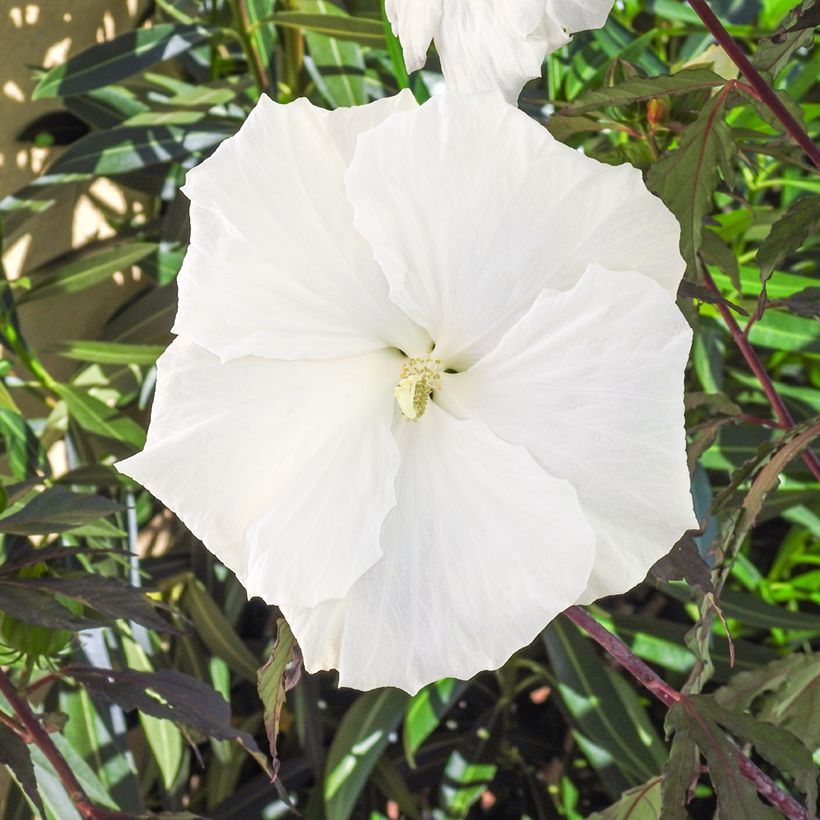 Hibiscus moscheutos Carousel Ghost - Sumpfeibisch (Blüte)