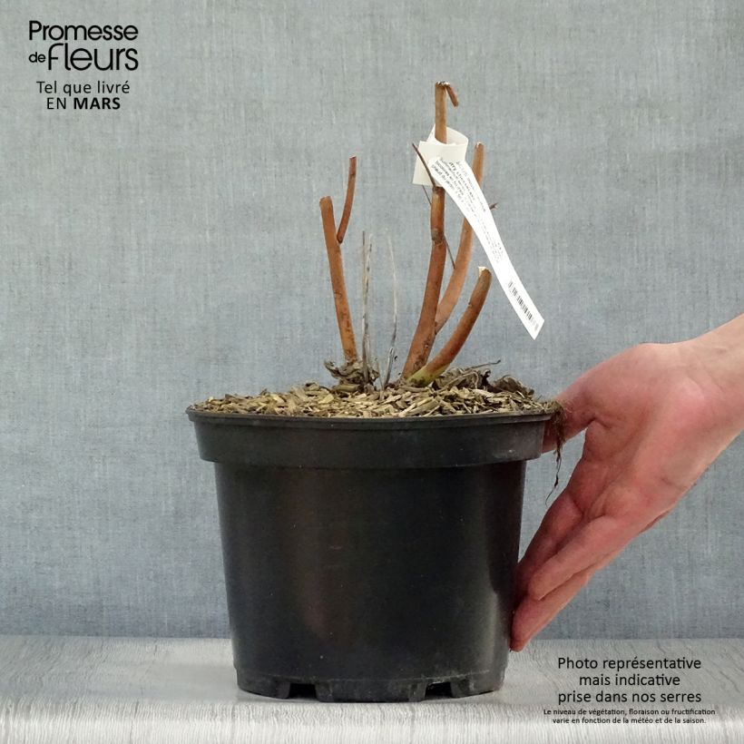 Exemplar von Hibiscus moscheutos Cherry Cheesecake - Sumpfeibisch Topf mit 3L/4L wie im Frühjahr geliefert