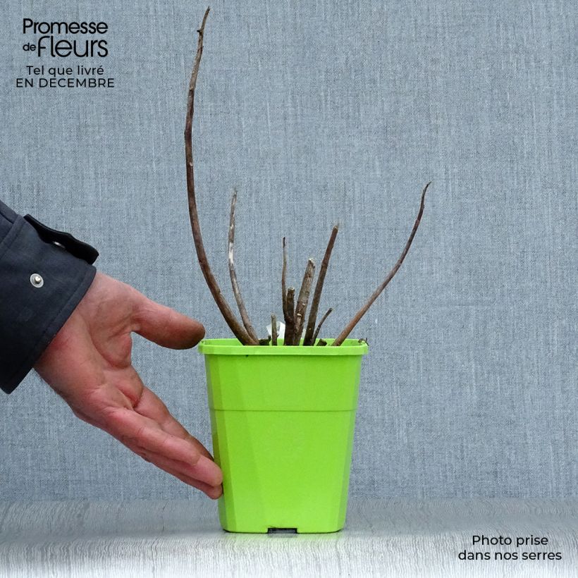 Exemplar von Hibiscus moscheutos Joli Coeur - Sumpfeibisch Topf mit 1L/1,5L wie im Winter geliefert