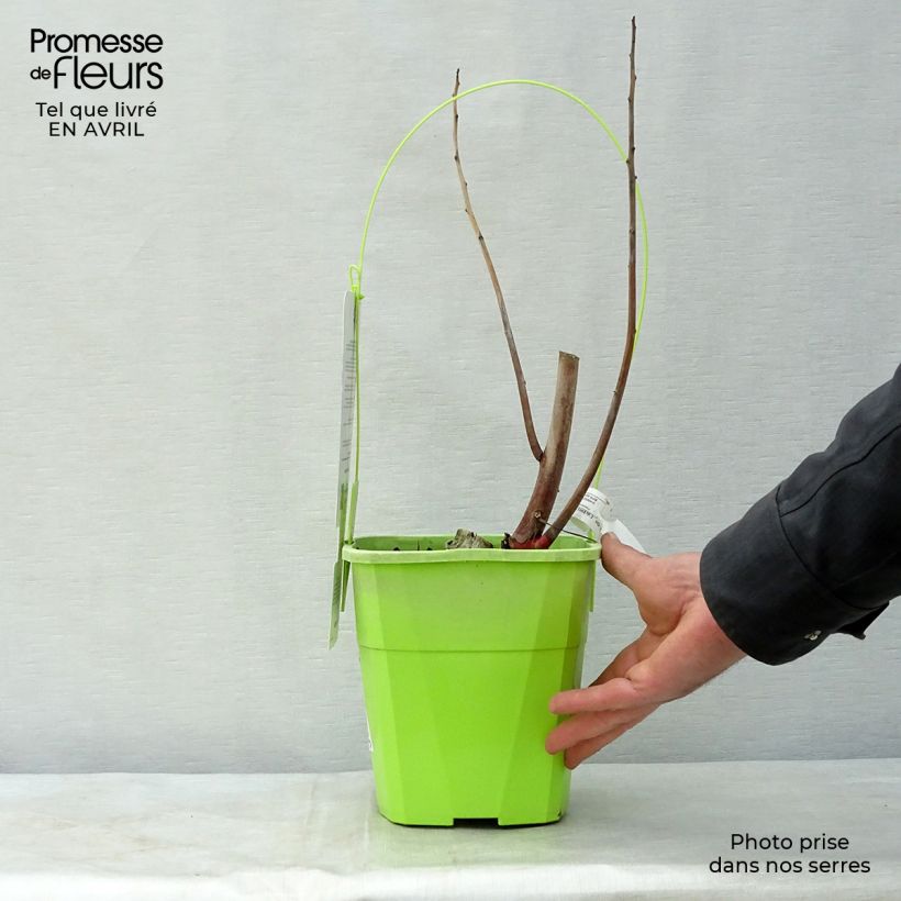 Exemplar von Hibiscus moscheutos Joli Coeur - Sumpfeibisch Topf mit 3L/4L wie im Frühjahr geliefert