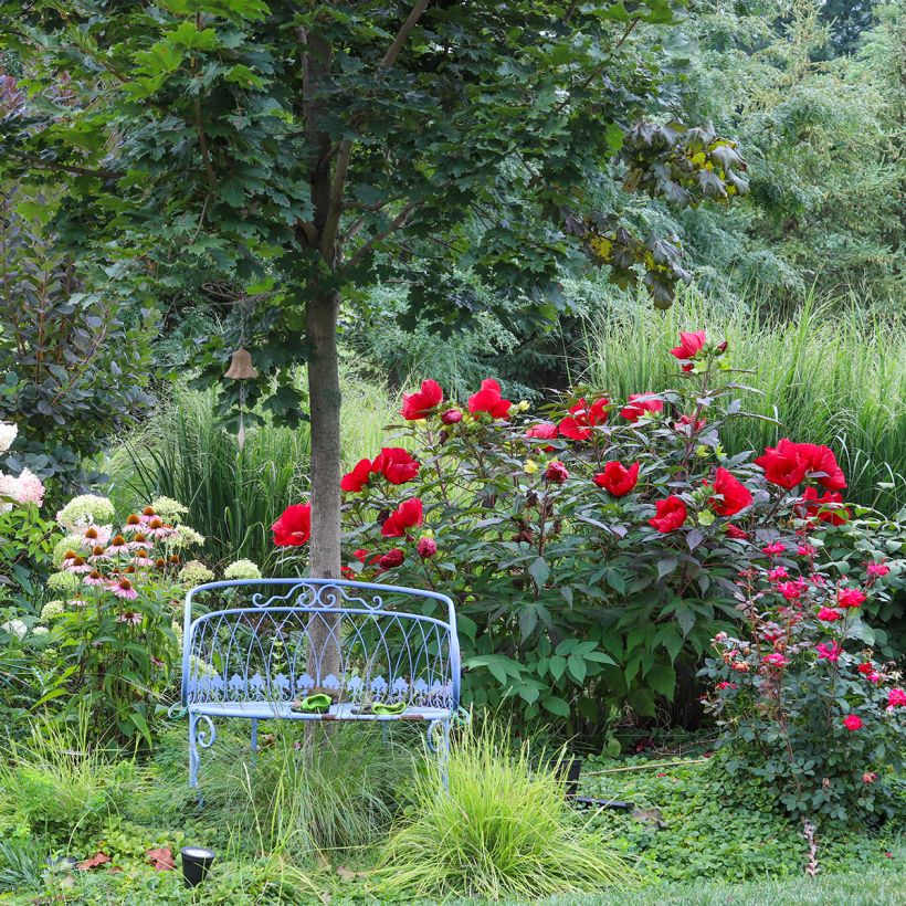 Hibiscus moscheutos Midnight Marvel - Sumpfeibisch (Wuchs)