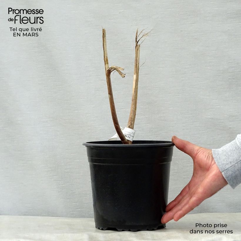 Example of Hibiscus moscheutos PLANET Solène - Sumpfeibisch Topf mit 3L/4L as you get in printemps