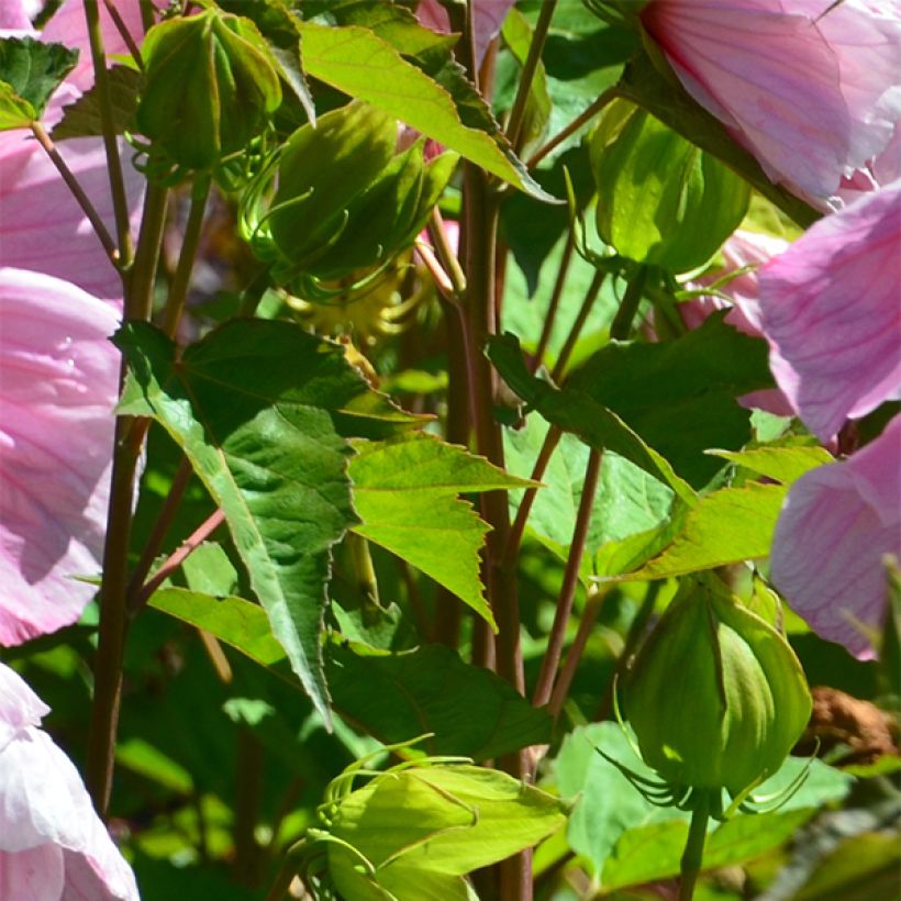 Hibiscus moscheutos PLANET Solène - Sumpfeibisch (Foliage)