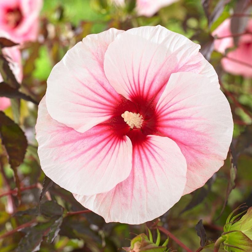 Hibiscus moscheutos Pink Candy - Sumpfeibisch (Blüte)