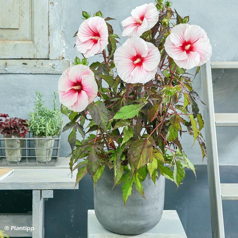 Hibiscus moscheutos Pink Candy - Sumpfeibisch (Wuchs)