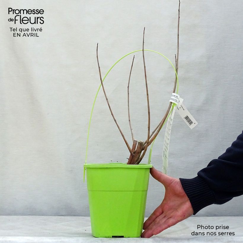 Exemplar von Hibiscus moscheutos Pink Candy - Sumpfeibisch Topf mit 3L/4L wie im Frühjahr geliefert