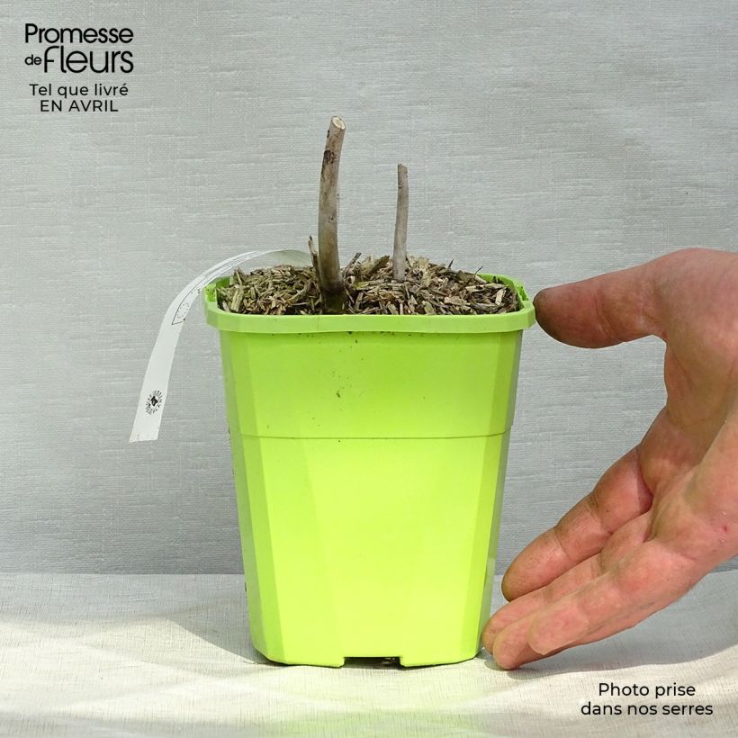 Exemplar von Hibiscus moscheutos Pink Candy - Sumpfeibisch Topf mit 1L/1,5L wie im Frühjahr geliefert