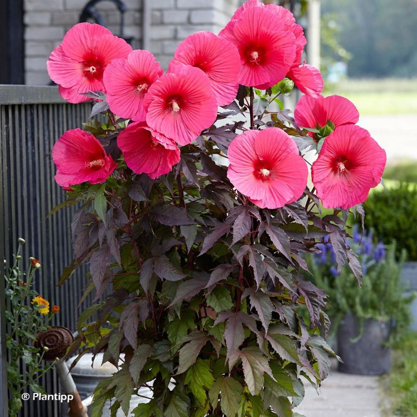 Hibiscus moscheutos Pink Passion - Sumpfeibisch (Wuchs)