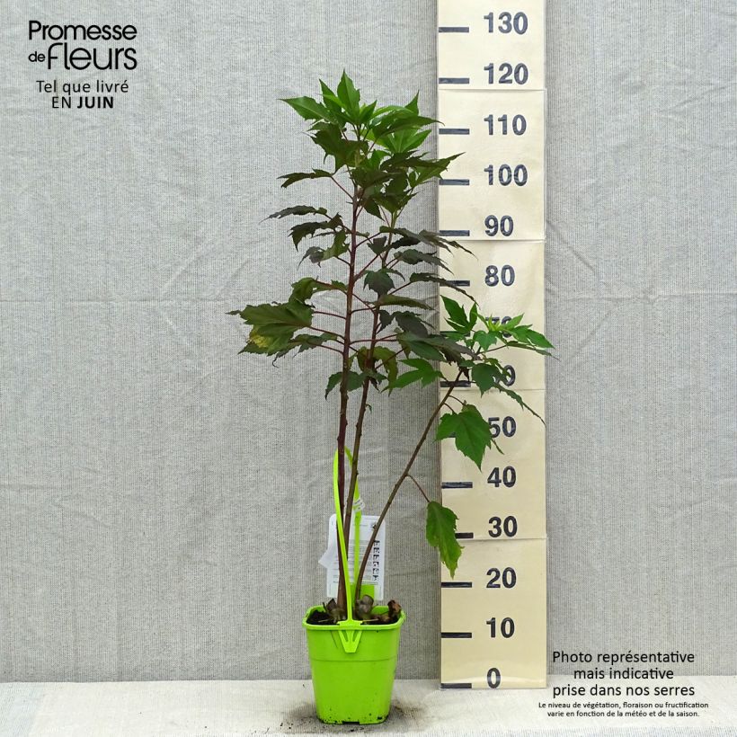 Exemplar von Hibiscus moscheutos Pink Passion - Sumpfeibisch Topf mit 3L/4L wie im Sommer geliefert