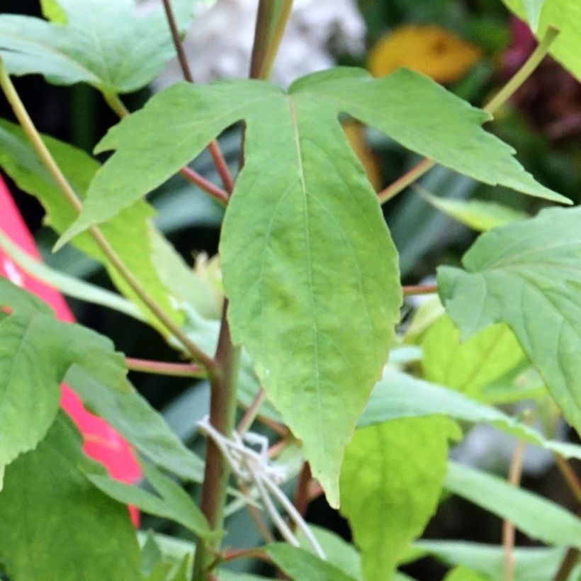 Hibiscus moscheutos Raijin - Sumpfeibisch (Laub)