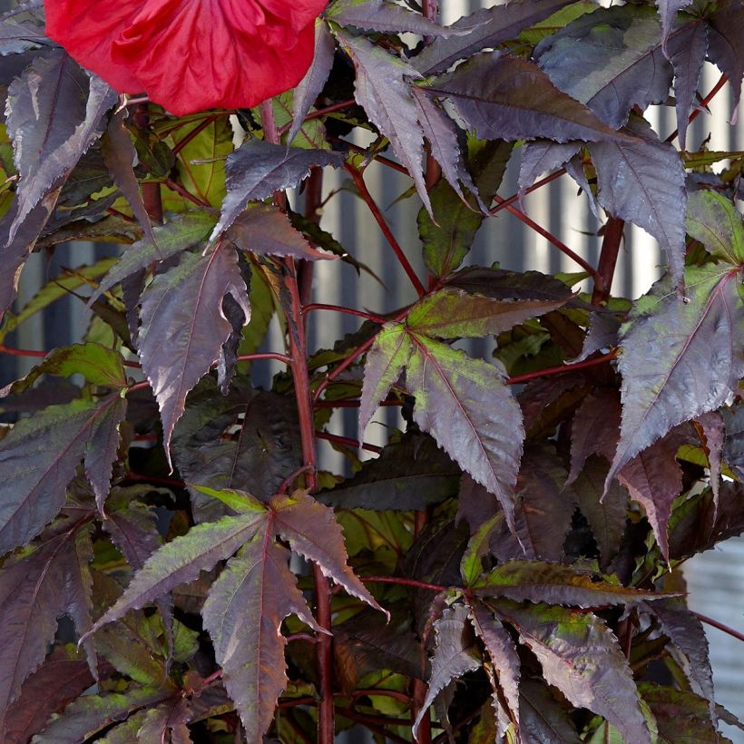 Hibiscus moscheutos Red Wine - Sumpfeibisch (Foliage)